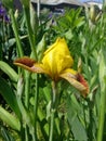 Iris germanica. Closeup of flower bearded iris in garden. A plant with impressive flowers garden decoration