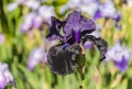 Iris germanica Ghost Train