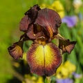 Iris germanica close up.