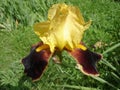 Iris germanica 'Country Charm' wine yellow flower Royalty Free Stock Photo