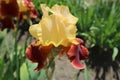 Iris germanica `Country Charm` wine yellow flower