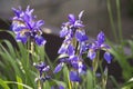 Iris germanica Royalty Free Stock Photo