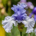 Iris germanica in garden.