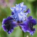 Iris germanica in garden.