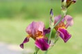 Iris germanica Indian Chief Flowers