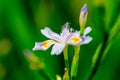 Iris germanica L-Iris tectorum Maxim