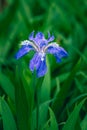 Iris germanica L