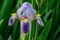 Iris Germanica Profile