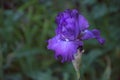 Iris Germanica Purple Bloom Garden Flower