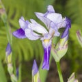 Iris Germanica, purple flower and bud on stem at flowerbed closeup, selective focus, shalow DOF Royalty Free Stock Photo