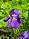 Iris Germanica, purple flower and bud on stem at flowerbed closeup, selective focus, shalow DOF Royalty Free Stock Photo