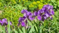 Iris Germanica, purple flowers and bud on stem at flowerbed closeup, selective focus, shalow DOF Royalty Free Stock Photo