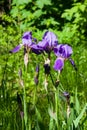 Iris Germanica, purple flowers and bud on stem at flowerbed closeup, selective focus, shalow DOF Royalty Free Stock Photo