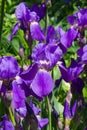 Iris Germanica, purple flowers and bud on stem at flowerbed closeup, selective focus, shalow DOF Royalty Free Stock Photo