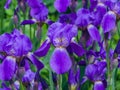 Iris Germanica, purple flowers and bud on stem at flowerbed closeup, selective focus, shalow DOF Royalty Free Stock Photo