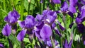 Iris Germanica, purple flowers and bud on stem at flowerbed closeup, selective focus, shalow DOF Royalty Free Stock Photo