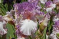 Tall bearded iris, Striking, close up