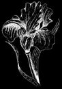 Iris graphic