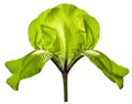 Iris green flower on white isolated background with clipping path. Closeup.