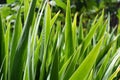 Iris green long sward shaped leaves background. Iris plant before blooming in spring