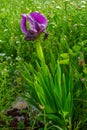 Iris hayneia and other wildflowers, Gilboa ridge