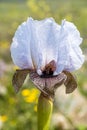 Iris Hermona, Golan Iris a wild flower from the Iris genus in the Oncocyclus section, from the pastures and meadows of the Golan Royalty Free Stock Photo