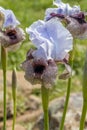 Iris Hermona, Golan Iris a wild flower from the Iris genus in the Oncocyclus section, from the pastures and meadows of the Golan