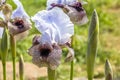 Iris Hermona, Golan Iris a wild flower from the Iris genus in the Oncocyclus section, from the pastures and meadows of the Golan