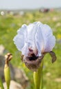 Iris Hermona, Golan Iris a wild flower from the Iris genus in the Oncocyclus section, from the pastures and meadows of the Golan