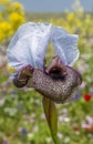 Iris Hermona, Golan Iris a wild flower from the Iris genus in the Oncocyclus section, from the pastures and meadows of the Golan