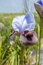 Iris Hermona, Golan Iris a wild flower from the Iris genus in the Oncocyclus section, from the pastures and meadows of the Golan