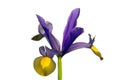 Iris hollandica