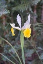 Iris `Hollandica`. Beautiful and bright colors of white and yellow. Germany