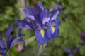 Iris hollandica in bloom