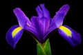 Iris hollandica \'Blue Magic\' Royalty Free Stock Photo