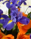 Dutch Iris hollandica Close Up in a bouquet of roses Royalty Free Stock Photo