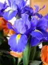 Dutch Iris hollandica Close Up in a bouquet of roses