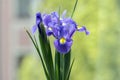 Iris Hollandica Sapphire Beauty ornamental flowering plant, purple violet and partly yellow flowers in bloom