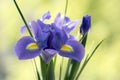 Iris Hollandica Sapphire Beauty ornamental flowering plant, purple violet and partly yellow flowers in bloom