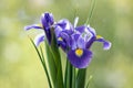 Iris Hollandica Sapphire Beauty ornamental flowering plant, purple violet and partly yellow flowers in bloom