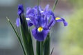 Iris Hollandica Sapphire Beauty ornamental flowering plant, purple violet and partly yellow flowers in bloom Royalty Free Stock Photo
