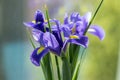 Iris Hollandica Sapphire Beauty ornamental flowering plant, purple violet and partly yellow flowers in bloom