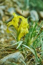 Iris humilis