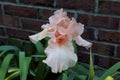 Pink Iris Hybrid 845658