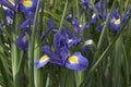 Purple blue and yellow flowers of Iris ibrida Royalty Free Stock Photo