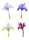 Iris (Iridodictyum) Royalty Free Stock Photo
