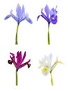 Iris (Iridodictyum) Royalty Free Stock Photo