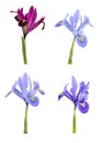 Iris (Iridodictyum) Royalty Free Stock Photo