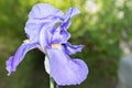 Iris Iris germanica Light Purple Bloom