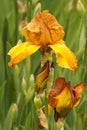 Iris Iris L., flowers in garden